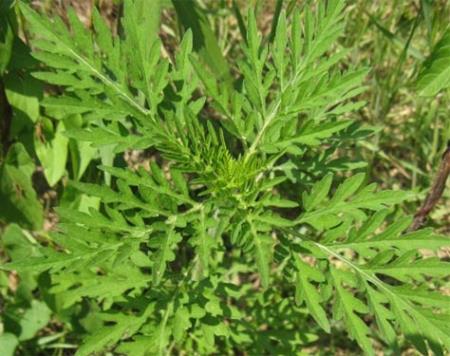 ambrozija-BREZ_CVETA